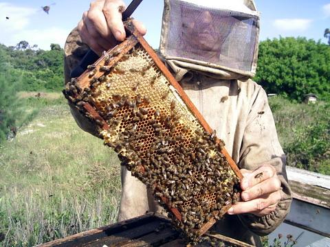 Mel de abelhas ajuda a cicatrizar ferimentos