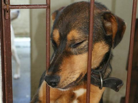 Canil municipal tem cães para adoção em Osório