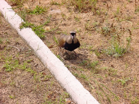 Presença de aves nativas suspendem obras em Praça de Atlântida