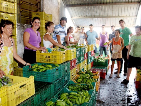 Bananas livres de agrotóxicos são doadas a entidades de Torres