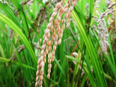 Colheita do arroz ultrapassa os 80% no Rio Grande do Sul