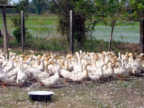 Mais de 600 marrecos de pequim serão abatidos para festa em Torres