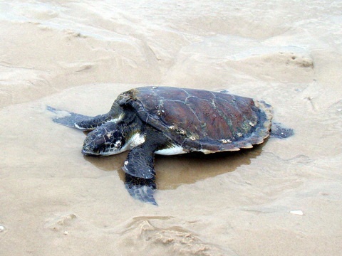 Tartaruga é encontrada na beira mar de Xangri-Lá