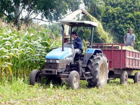 Prefeitura de Torres auxilia agricultores com silagem de milho