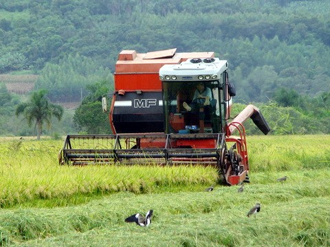 Colheita do arroz em Torres atinge 80% da área plantada