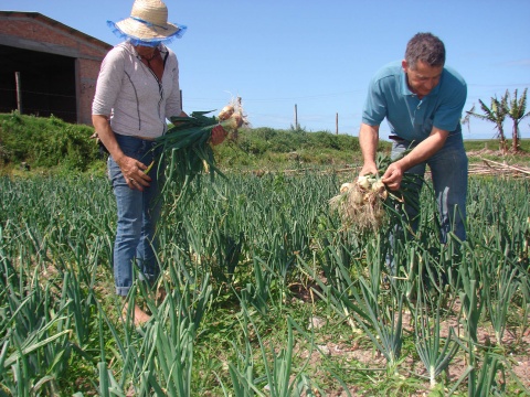 Horta Comunitária produz mais de cem quilos de cebola em Imbé