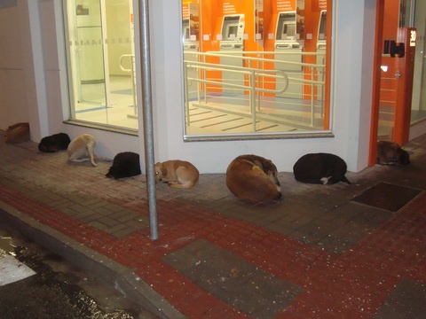 Presença de cães no centro da cidade preocupa em Osório