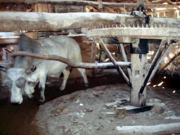 Osório resgata a produção das tafonas