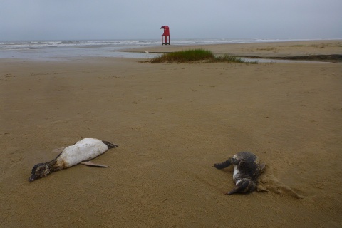 Quase 2 mil pinguins já morreram no Litoral Norte desde o início deste ano