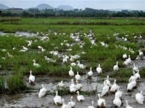 Prefeitura busca regularizar o Marreco de Pequim nas lavouras de arroz em Torres