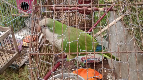 Aves silvestres são apreendidas em Cidreira