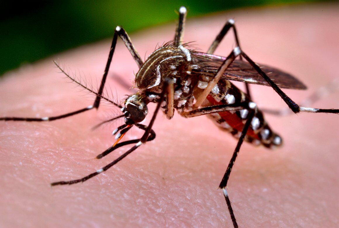 Vigilância sanitária divulga novos números da dengue no Estado
