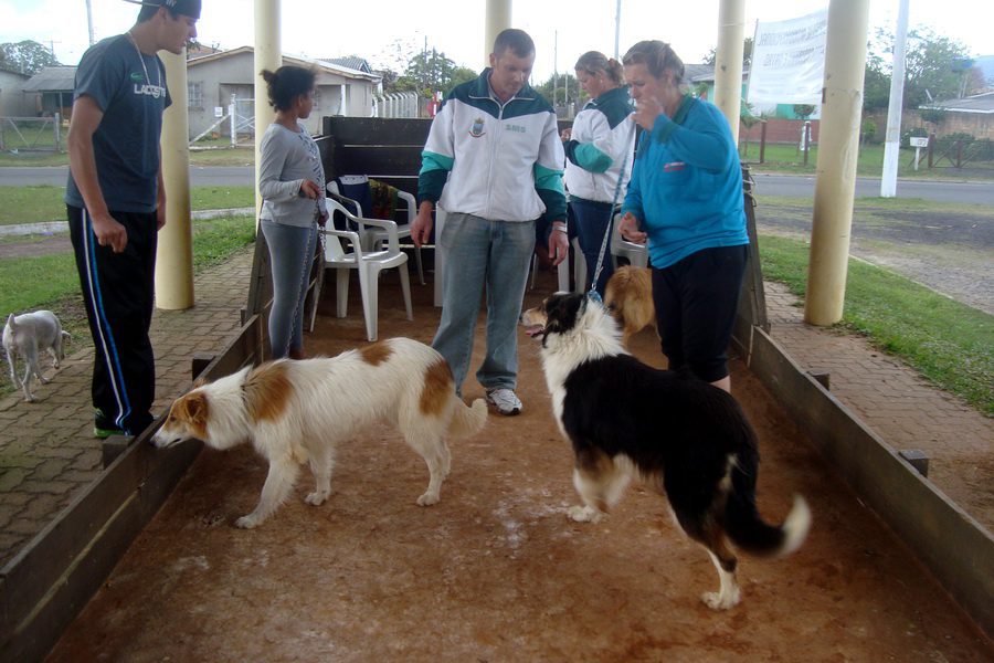 Campanha de controle de população canina e felina ocorre neste sábado em Osório