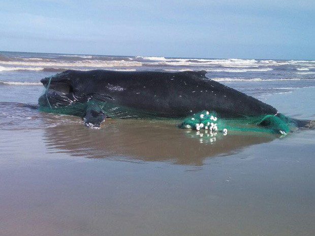 Baleia é encontrada morta e envolta em rede de pesca no Litoral Norte