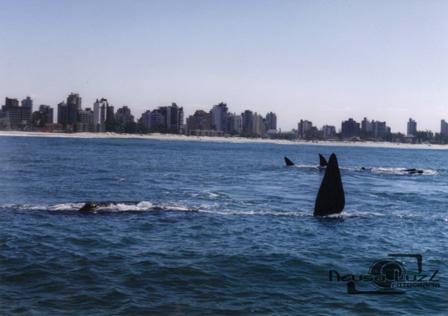 Torres está na Rota Internacional das Baleias Francas: será um Observatório