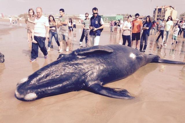 Filhote de baleia franca é encontrado morto em Tramandaí