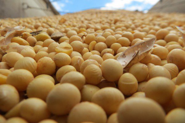 Deputado Federal reitera pedido para incluir Litoral no zoneamento da soja