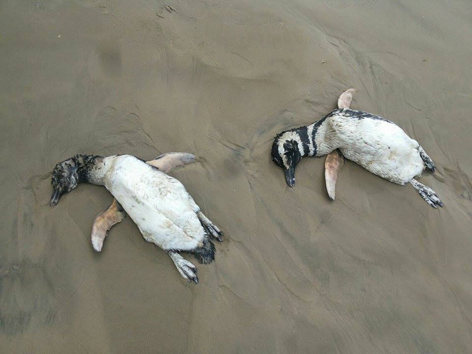 Animais mortos a beira mar intriga moradores no Litoral Norte
