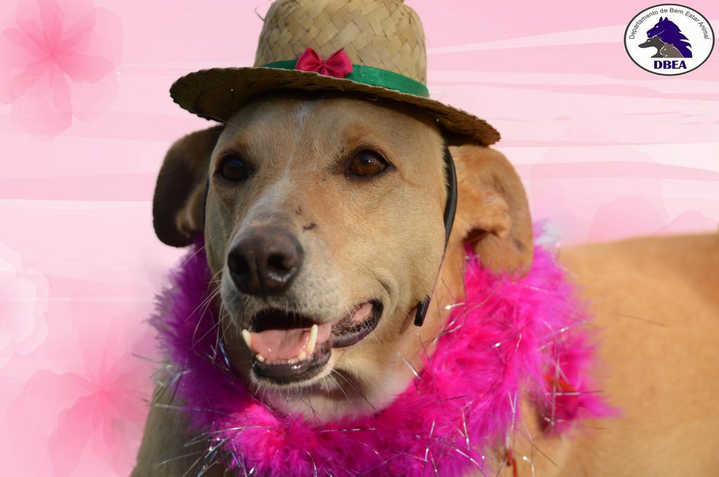 Departamento de Bem-estar Animal realiza Projeto Retratos Caninos em Tramandaí