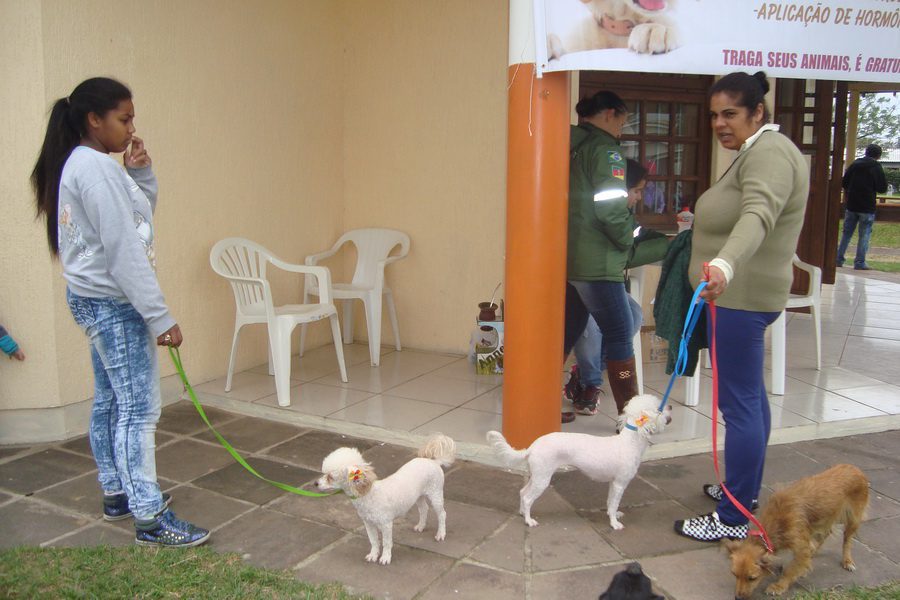 População procura serviços que controla reprodução de cães e gatos em Osório