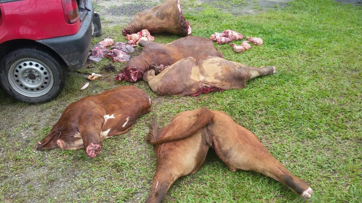 Abigeato: dupla é encaminhada a DP com animais mortos dentro do carro em Osório