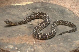 Calor aumenta risco de acidentes com serpentes