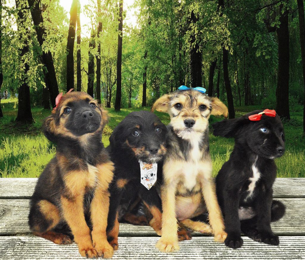 Projeto busca aumento de adoção de cães em Tramandaí