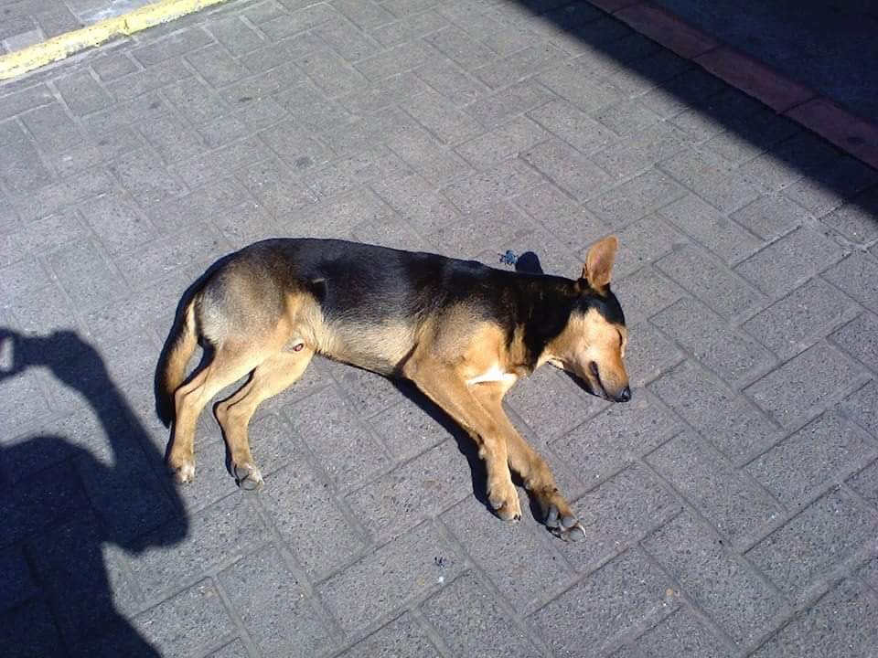 Assassinatos de cães gera protesto em Capão Novo
