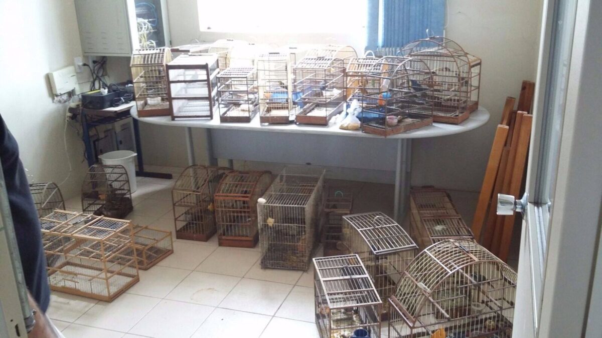 Criadores de animais silvestres são multados em quase R$ 40 mil em Santo Antônio