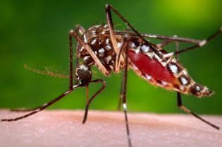 Comitê intersetorial reforça combate ao mosquito da dengue e Zika Vírus
