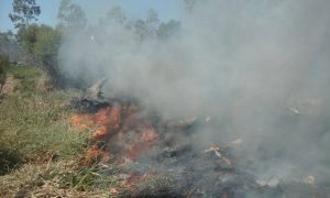 Osório: bombeiros trabalham para combater fogo em mato próximo a residências
