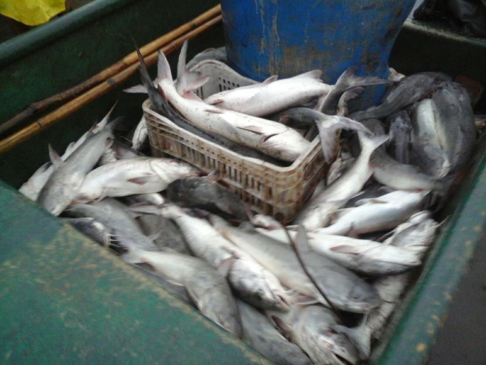 Pescadores são presos e cerca de 200 bagres apreendidos no Litoral Norte