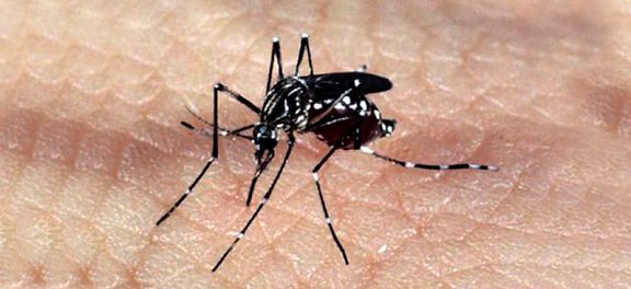 Vigilância ambiental identifica cinco focos de Aedes aegypti em bairro de Osório