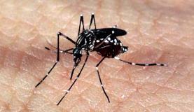 Entidade questiona uso de larvicidas e fumacê para conter infestação por Aedes