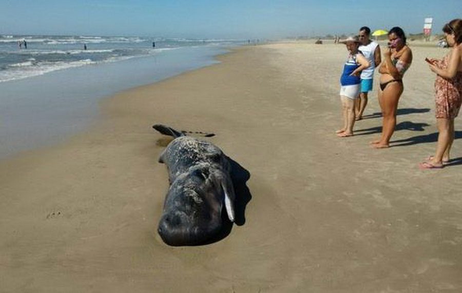 Filhote de baleia é encontrado morto no Litoral Gaúcho