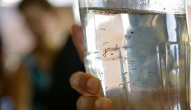Aedes aegypti: não há comprovação de que repelentes alternativos funcionam