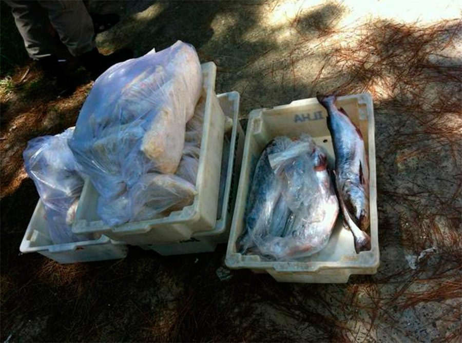 Peixaria é interditada e sete toneladas de pescado são inutilizados em Capão