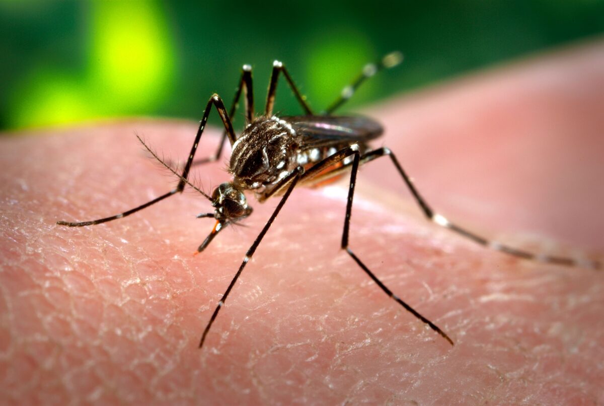 Bairro de Osório lidera focos de Aedes aegypti e preocupa autoridades