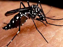 Agência de energia atômica da ONU discute combate ao Aedes no Brasil