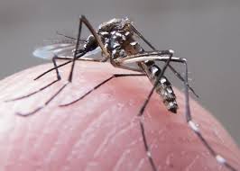 Médica reforça alerta para que infectados pelo vírus Zika fiquem em casa