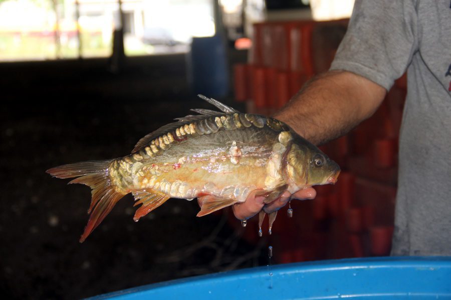 Feira do Peixe inicia em Osório: veja valores