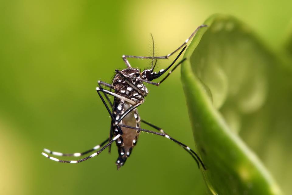 Novo foco de Aedes aegypti é encontrado em Osório