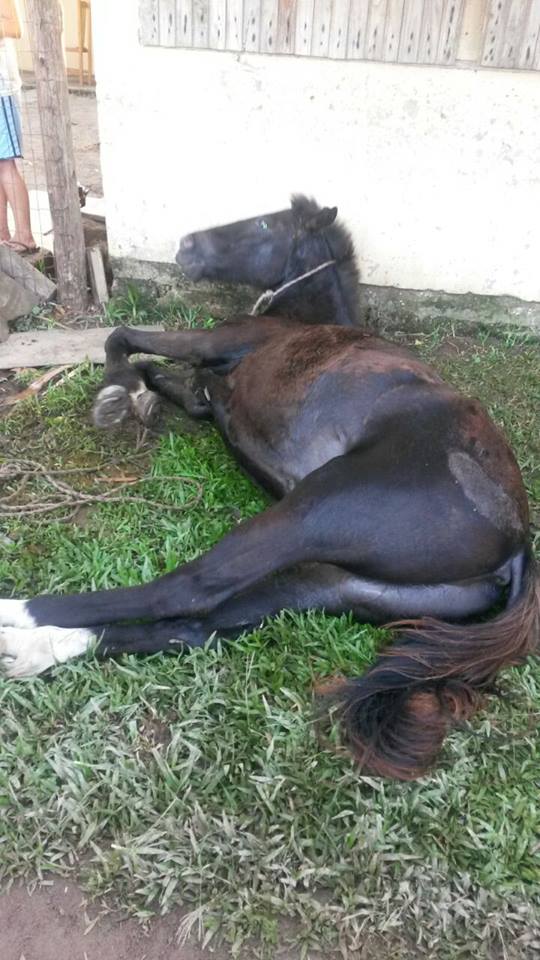 Cavalo morre ao ser baleado durante tiroteio em Tramandaí