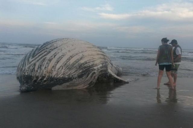 Baleias encalham em praias do litoral