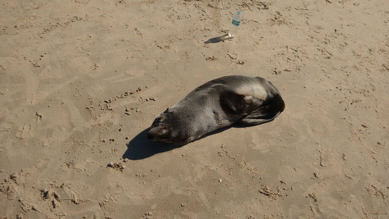 Internautas pedem ajuda para resgate de focas no Litoral Gaúcho