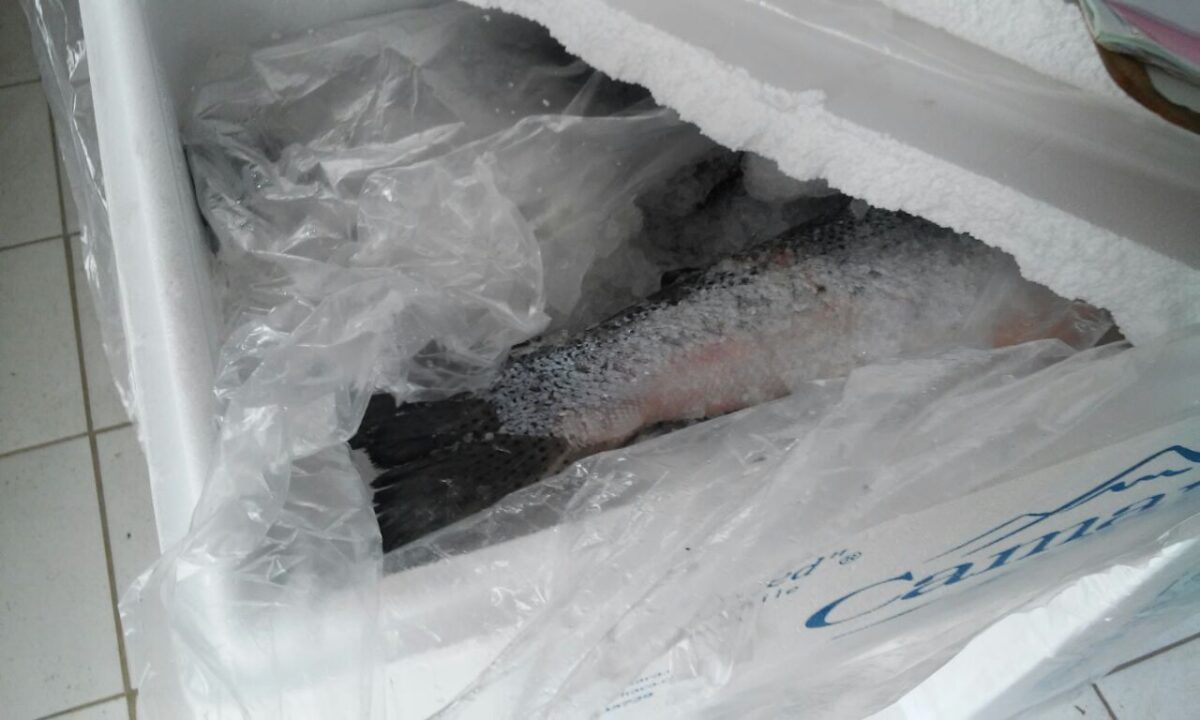 Polícia recupera carga roubada de 40 toneladas de salmão em Santo Antônio