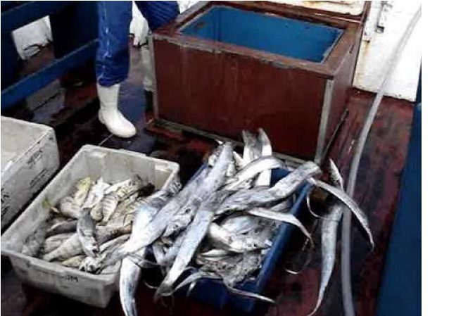 Justiça suspende portaria que proibia a pesca de 450 espécies