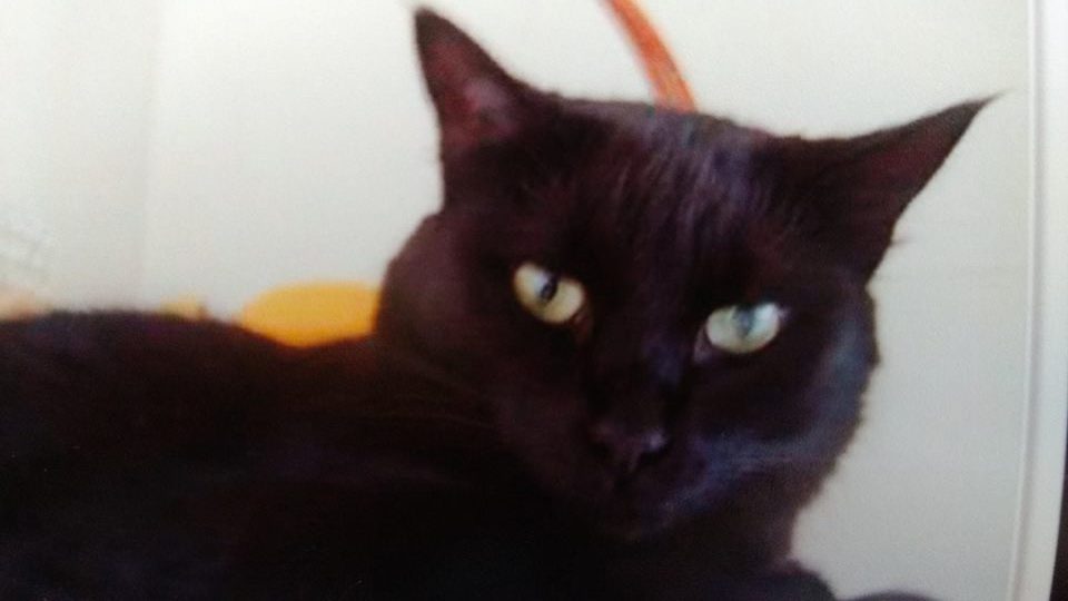 Gato perdido em Osório: recompensa-se