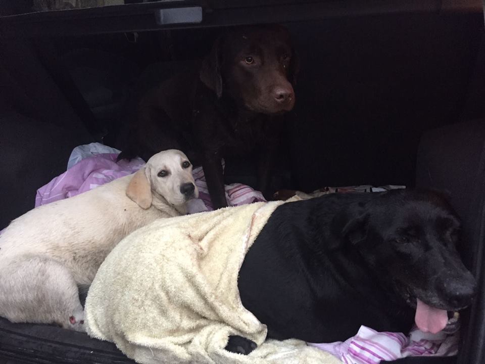Cães são atropelados em Osório e precisam de ajuda