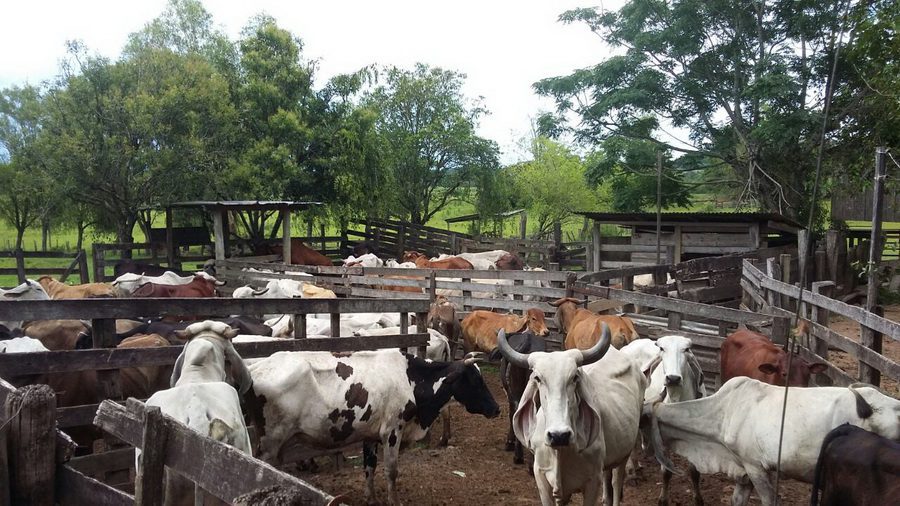 Polícia recupera 70 cabeças de gado que teriam sido roubadas no Litoral